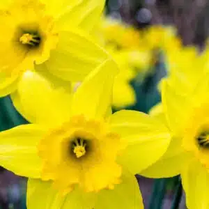 Daffodils