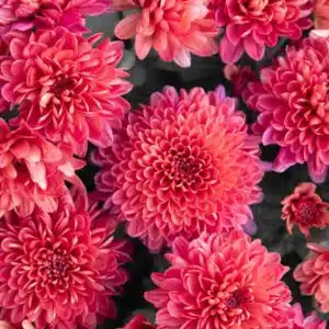 Dahlias