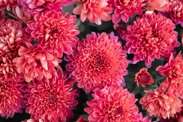 Dahlias