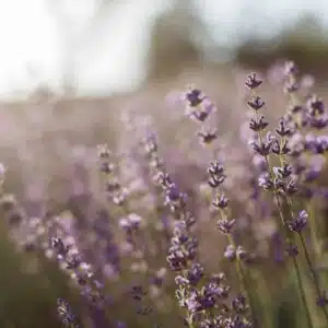 Lavendar