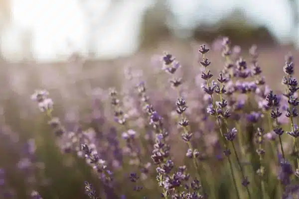 Lavendar