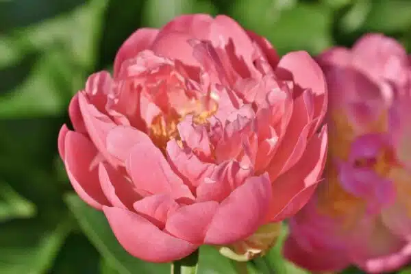 peony min