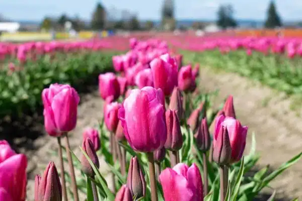 Tulip – Bild 2