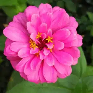 Zinnias