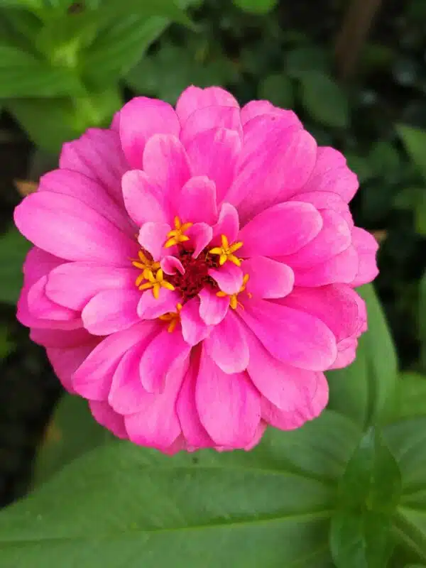 Zinnias