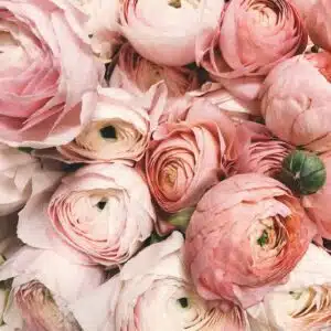 Ranunculus