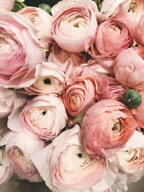 Ranunculus