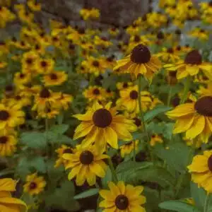 Rudbeckia