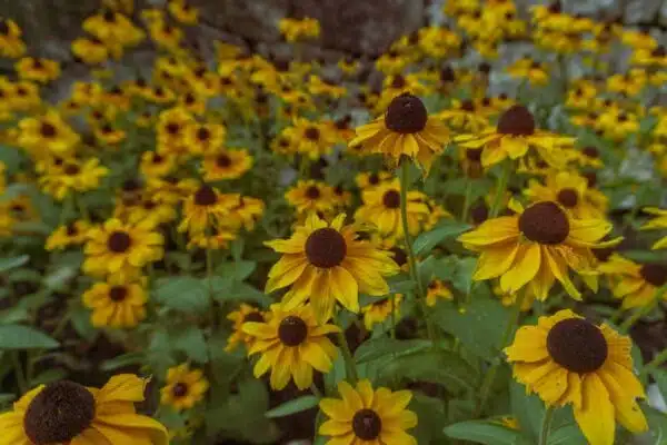 Rudbeckia