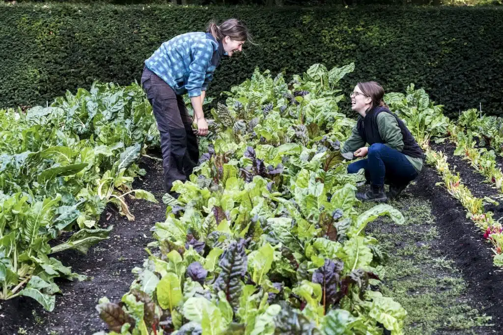 Gartenarbeit ist die Kultivierung von Pflanzen, entweder zu Nahrungs- oder zu Zierzwecken.